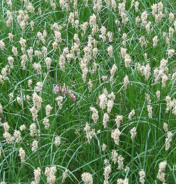 erba sottobosco - Carex sp.